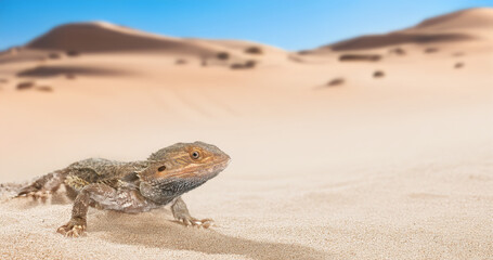 bearded dragons in nature