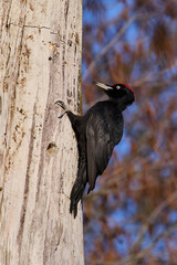 Black woodpecker (Dryocopus martius)