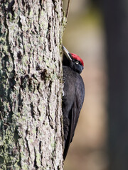 Black woodpecker (Dryocopus martius)