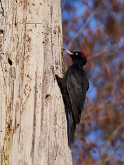 Black woodpecker (Dryocopus martius)