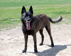training of Dutch Shepherd