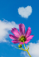beautiful blooming pink garden cosmos, low angle view of pink cosmos flowering plants against blue sky with white fluffy clouds in heart shape