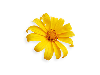 beautiful blooming yellow gerbera, yellow daisy flower isolated on white background with clipping path
