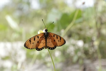 butterfly on a flower