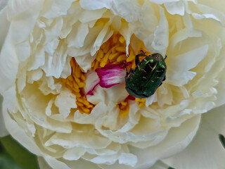 Magnificent Metallic Beetle Resting on a White Peony
