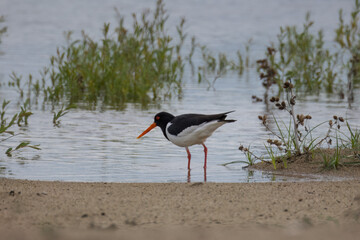 An adult Eurasian Oystercatcher stands on the sandy riverbank, perpendicular to the camera lens, on a sunny spring day.
