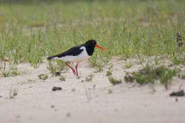 An adult Eurasian Oystercatcher walks on the sandy riverbank, perpendicular to the camera lens, on a sunny spring day.	