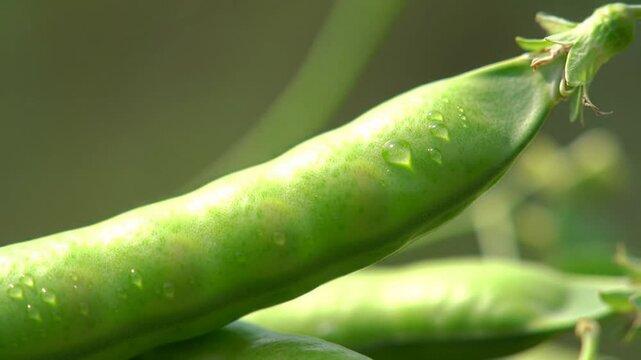 Fresh Green Pea Pods Detail With Water Droplets On Green Background