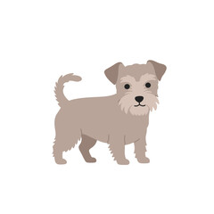 Stylized illustration of a light brown Schnauzer looking straight ahead, tail raised, against white background