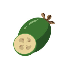 Feijoa illustration