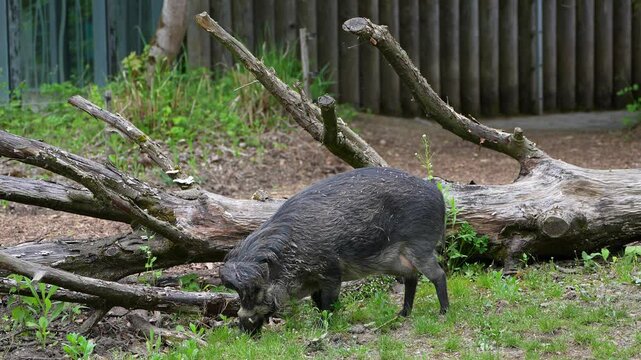 The Visayan warty pig, Sus cebifrons is a critically endangered species in the pig genus Sus. It is endemic to six of the Visayan Islands in the central Philippines.