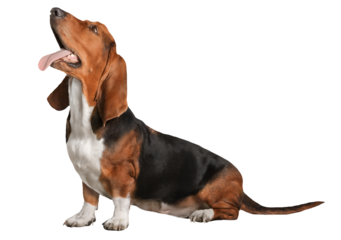 basset hound with tongue out on isolated black background.