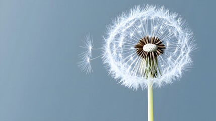 Fototapeta premium Closeup Dandelion Seeds Head Wish Making Nature