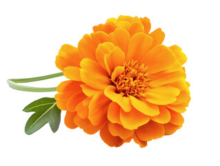 Vibrant Orange Zinnia Flower Blooms Brightly. Detailed view of a bronze marigold, isolated on a transparent or white background, warm autumn tones and ruffled petals.