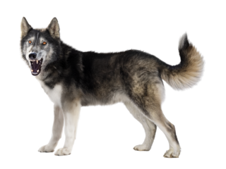 aggressive dog on transparent background, vector illustration