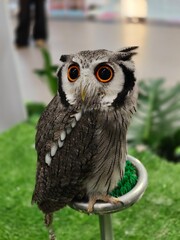 great horned owl
