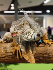 close up of iguana