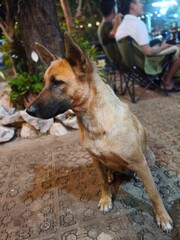 german shepherd dog