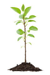 Isolated Small Plant Sapling