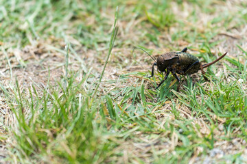 Ground Dweller: Mormon Cricket
