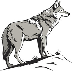 wolf  isolated on transparent background 