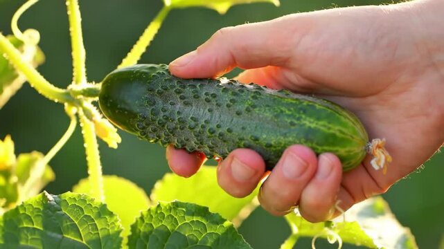 Close Up Farmer Hand Harvesting Ripe Green Cucumber in Organic Garden