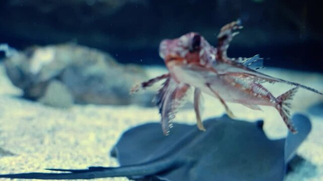 Gurnard fish swimming in aquarium near stingray