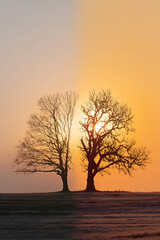 Two trees side by side, one wilted and one healthy, silhouetted at sunrise in tranquil field