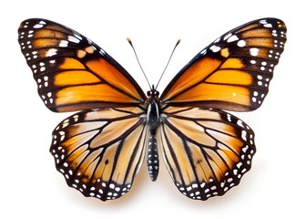 Naklejka premium A orange butterfly on white background