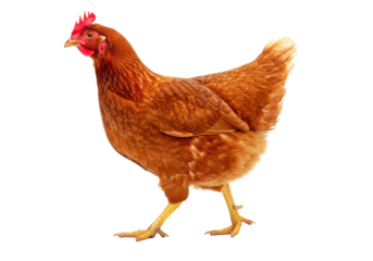 Isolated brown chicken hen poultry farm animal livestock agriculture bird fowl domestic