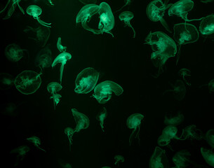 jellyfish at aquarium, dangerous animals