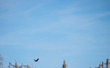 Graceful Western Jackdaw Soaring in the Spring Sky over vineyards