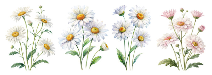 Watercolor White Daisy Flowers Floral Set Png