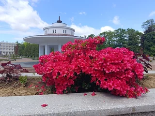 Fotobehang Azalea azalea flowers in a landscaped park  © Ольга Богданова