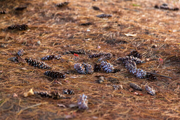 pine cones fallen on the ground