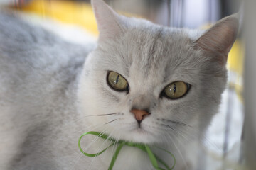close up portrait of a light grey adult British Shorthair cat with yellow-green eyes and a thin green ribbon bow tied around her neck. cute cat looking into the distance