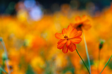 close-up of the orange-colored cosmos in autumn