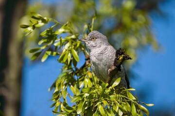 A barred warbler (Sylvia nisoria) sits on a tree . songbird in the nature habitat.