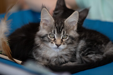 portrait of gray Maine Coon kitten lying in bed and looking at camera. lying two month old Maine Coon kitten