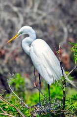 Elegant Great Egret in Natural Habitat