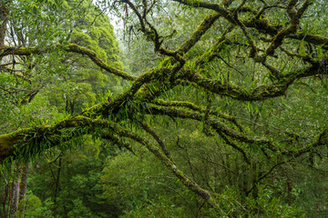 Lush Temperate Rainforest with Giant Tree Ferns in Otway National Park, Victoria Australia