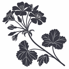 f black and white geranium