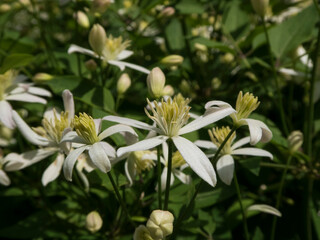 White Clematis Flowers Blooming in Summer Garden