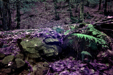 River and trees in the Tuscan forest, in black and white and infrared