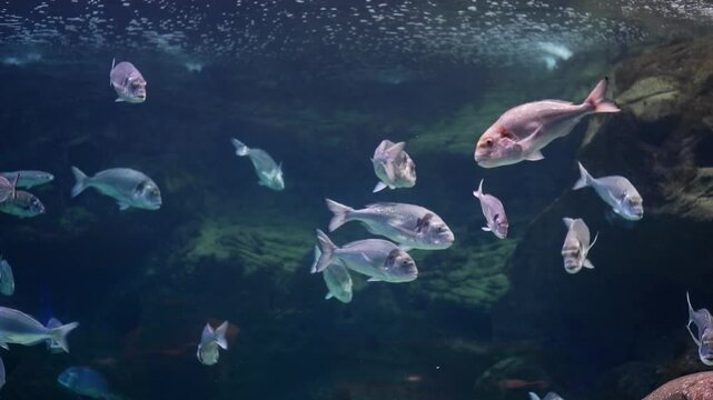 School of various fish swimming in large aquarium, including pink dentex and gilthead seabream