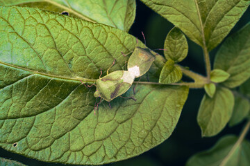 Punaises vertes en accouplement dans le jardin – gros plan