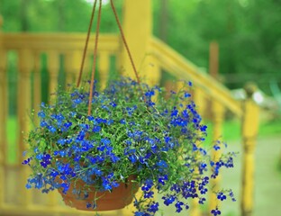 Small blue lobelia flowers hanging in a pot on the porch of a house