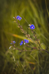 Field plants on a sunny day in June. Blurred background, close-up.