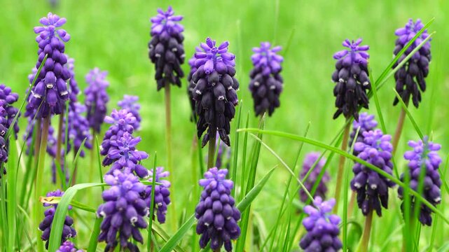 Close-up Caucasian mouse hyacinth Vicia cracca with blue inflorescence and green leaves on a sunny meadow in the spring in the foothills of the Caucasus