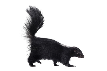 skunk isolated on white background.
